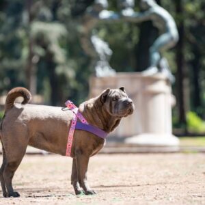 Morso - Norwegian Hondentuig Gerecycled Sweet Tweet Roze